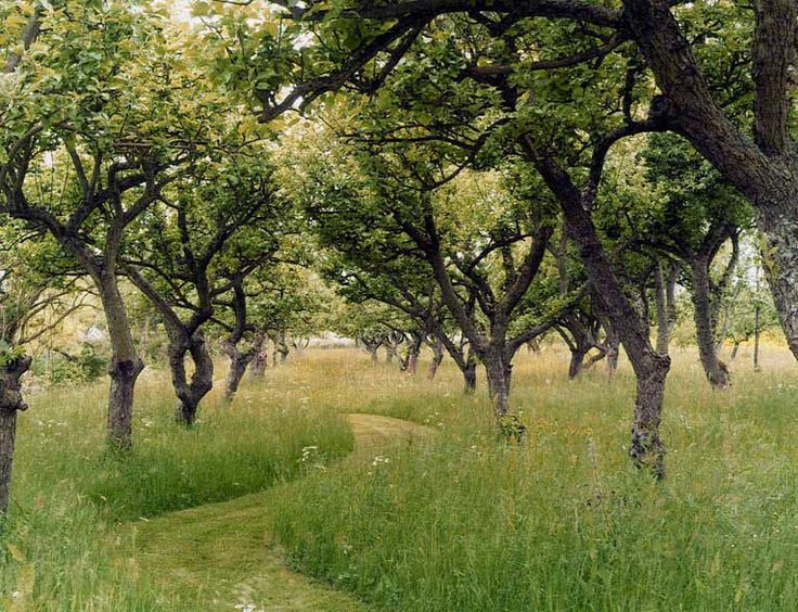 meadow orchard with a path in the grass